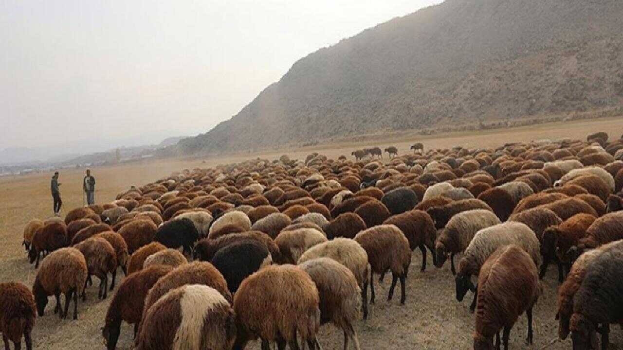 Sürünün üzerine yıldırım düştü: 53 küçükbaş öldü